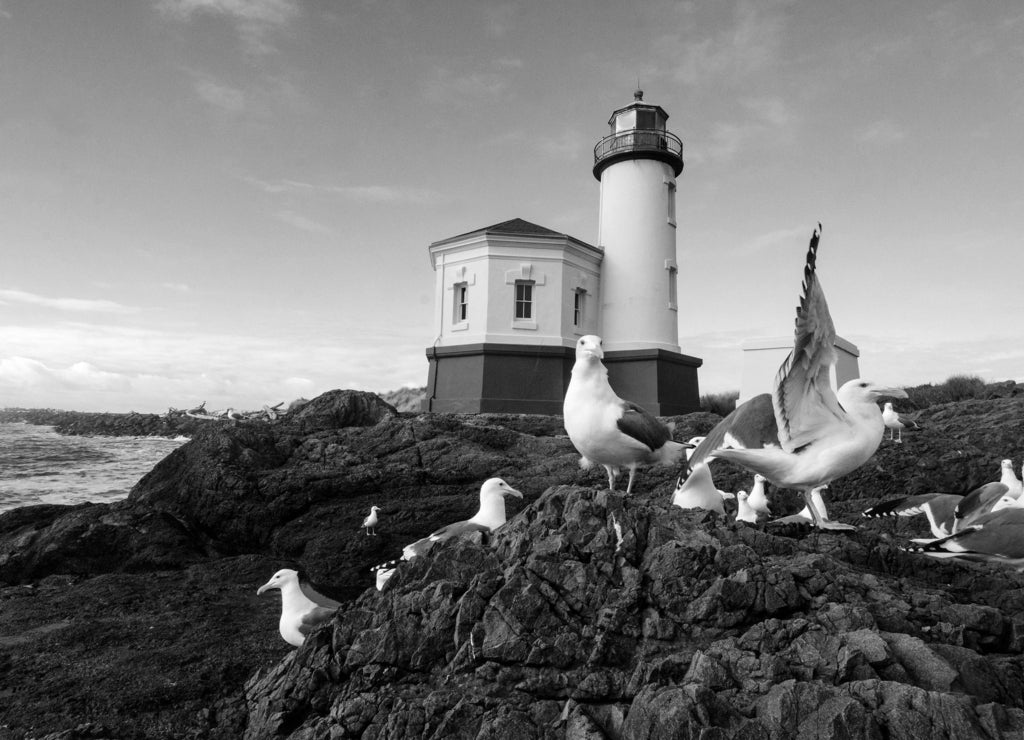 Gull lunch gathering at a lighthouse on the Oregon coast in black white