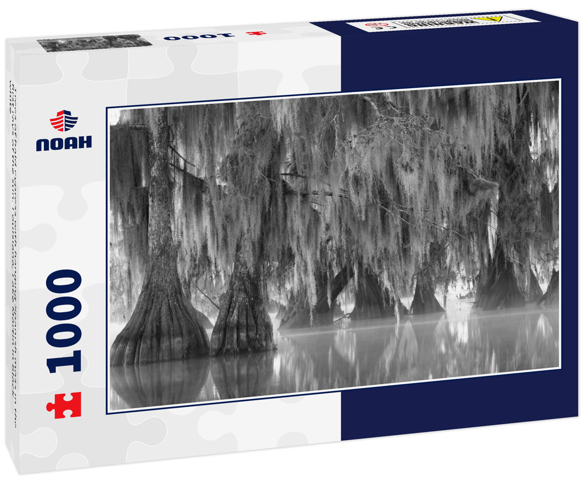 Trees of bald cypress with hanging Spanish moss in the first rays of the sun. Louisiana, Lake Martin in black white