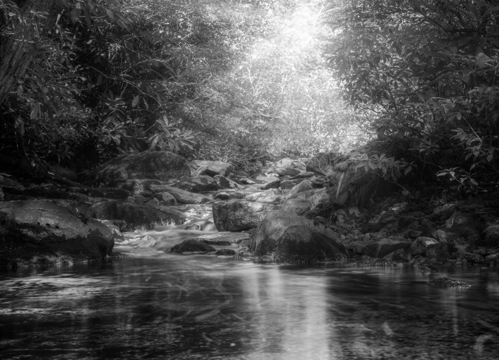 Sun rays burst through forest foliage along Verkeerde Kill in Minnewaska reserve, Upstate New York in black white