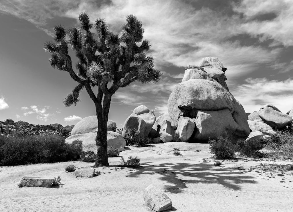 Mojave desert in Joshua Tree National Park, California USA in black white