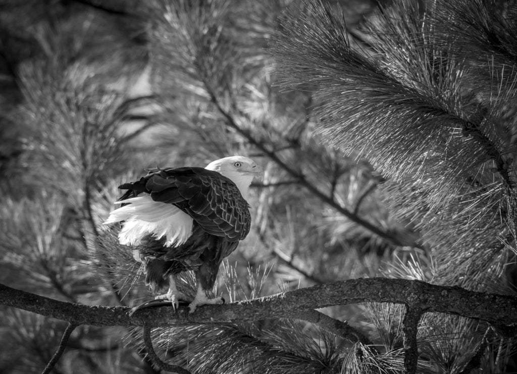 A beautiful bald eagle is perched on a branch near Coeur d'Alene, Idaho in black white