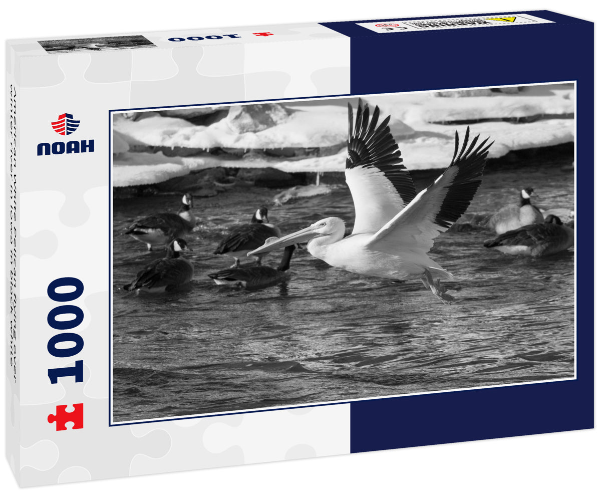American White Pelican flying over winter river in Iowa in black white