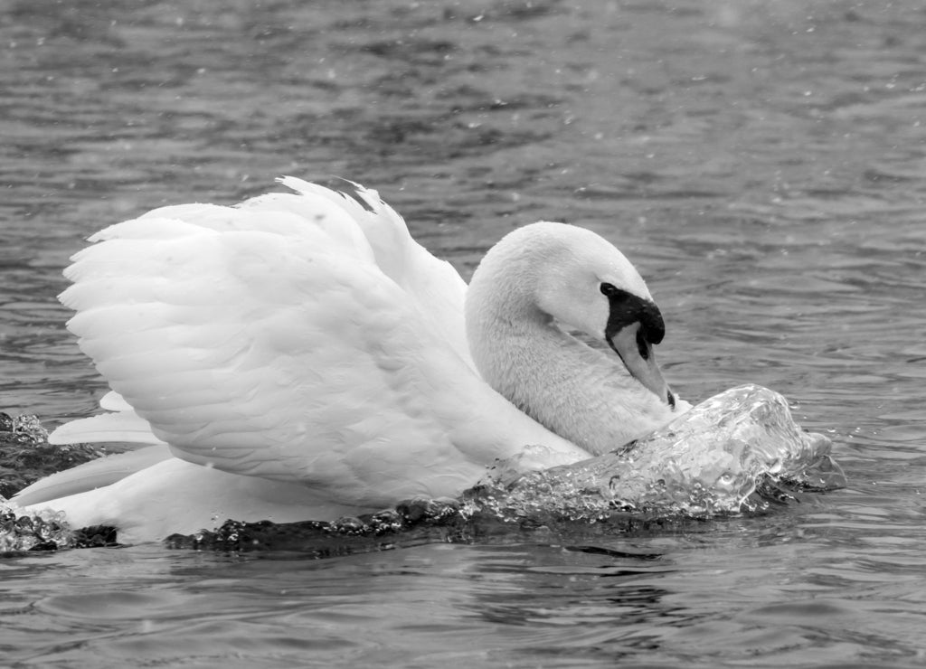Mute swan (Cygnus olor) under snowfall in aggressive posture, Ames, Iowa, USA in black white