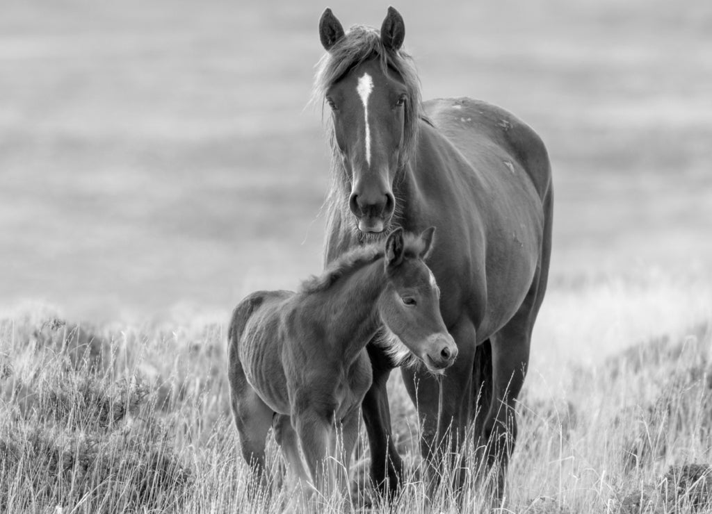 Wild Horses, Wyoming in black white