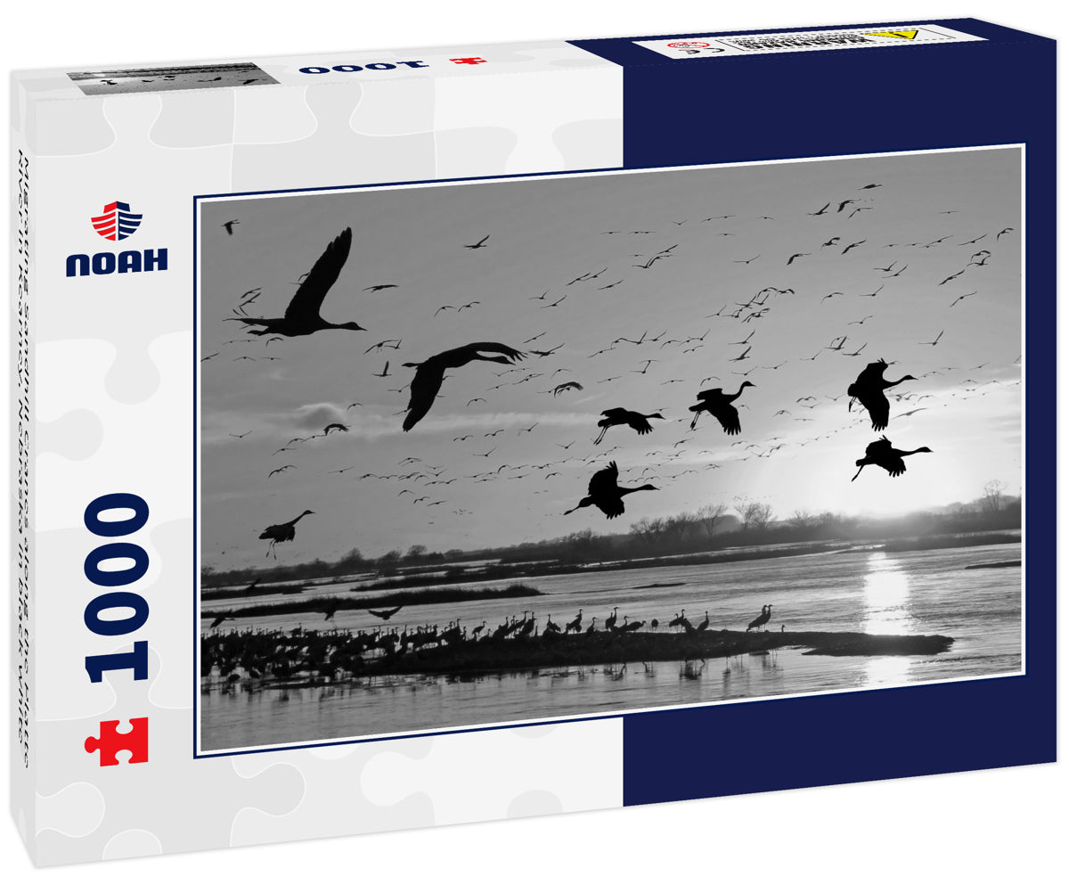 Migrating Sandhill Cranes along the Platte River in Kearney, Nebraska in black white