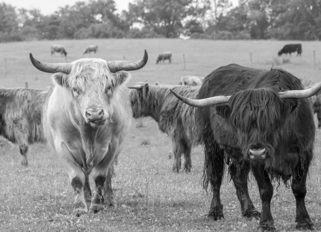 Cows in northern Indiana in black white