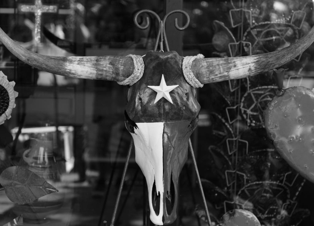 Texas bull skull painted with texas colours in black white