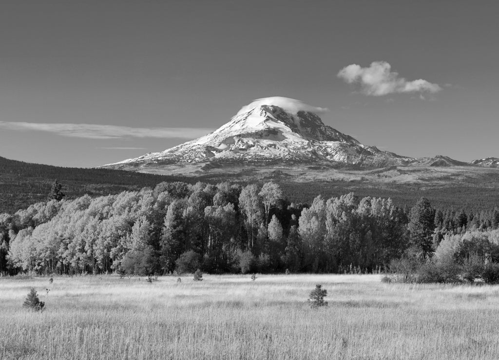 Mt Adams and aspen trees in the fall, Washington in black white
