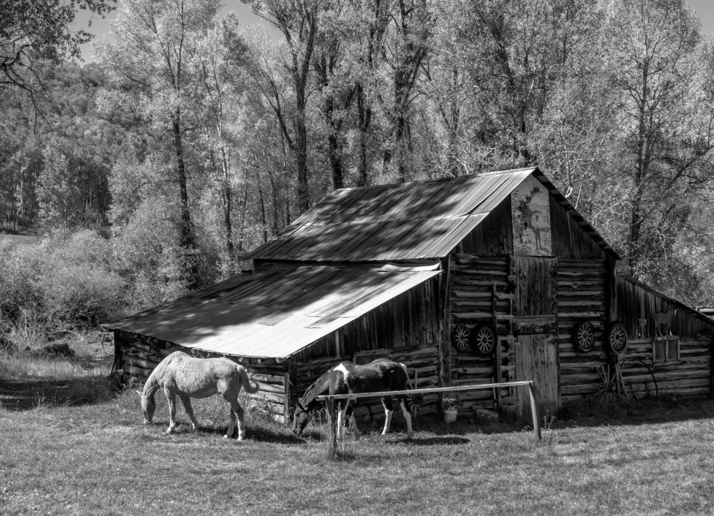 Fall in Steamboat Springs Colorado in black white