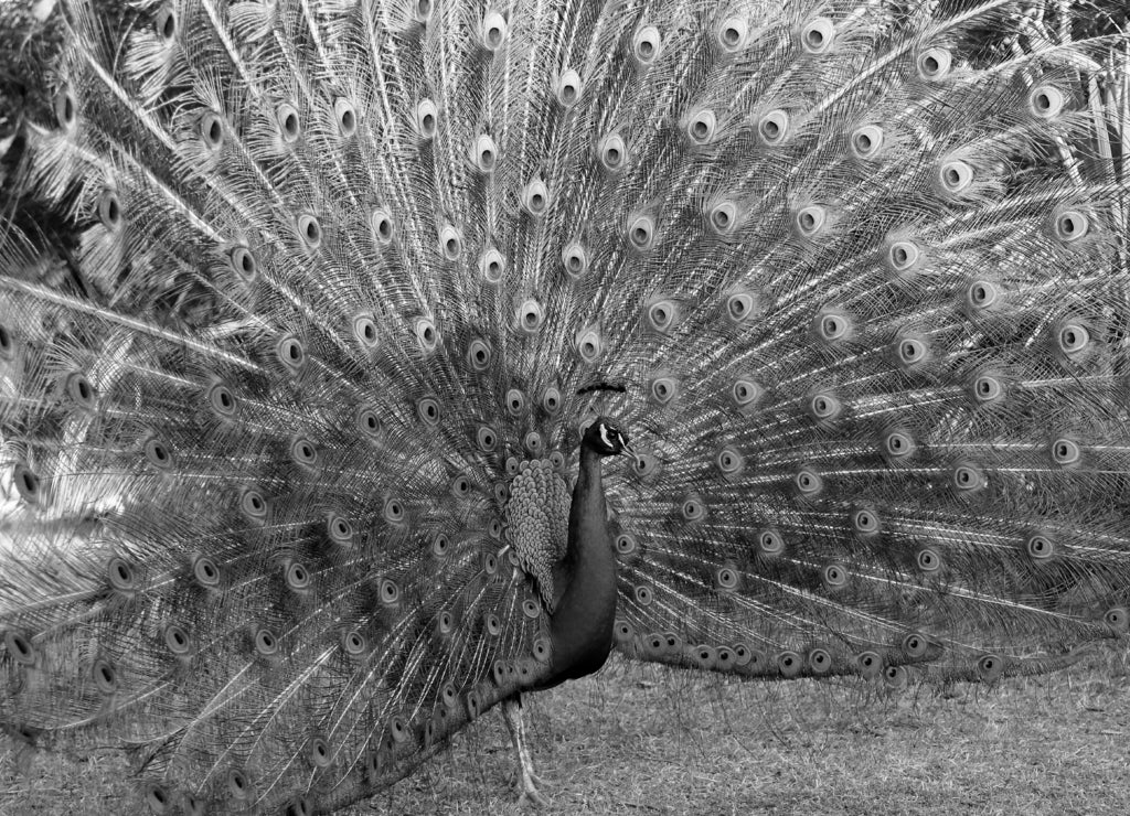 Beautiful peacock displaying its plumage in Mayfield Park and Nature Preserve, Austin, Texas in black white