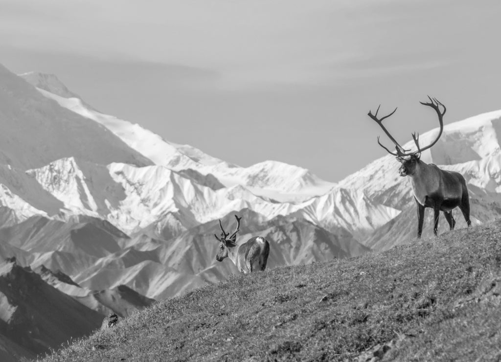 Majestic caribou bull in front of the mount Denali, ( mount Mckinley), Alaska in black white