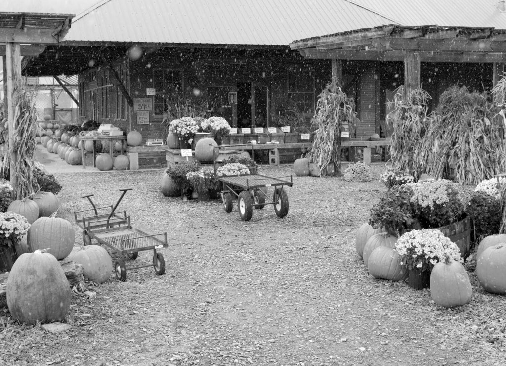 Halloween in Middlesex, Vermont, USA in black white