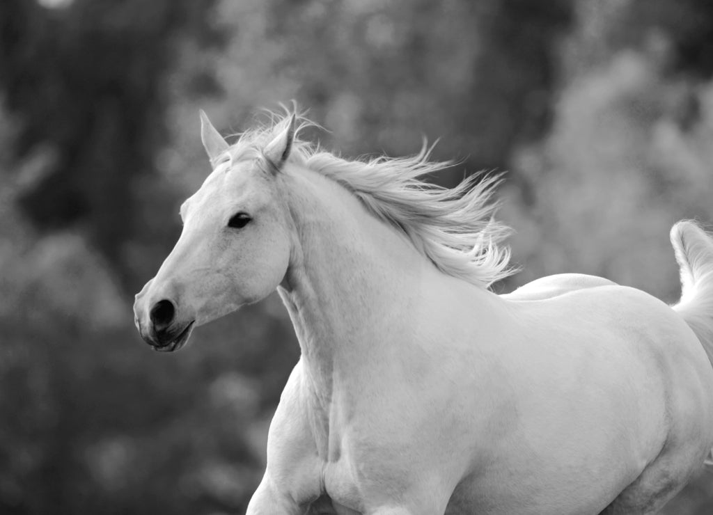 Close up of beautiful Missouri Foxtrotter Mare galloping in meadow in black white