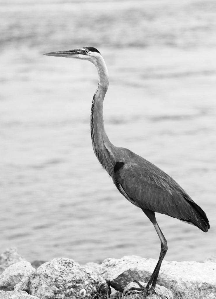 Great Blue Heron in Biloxi, Mississippi in black white