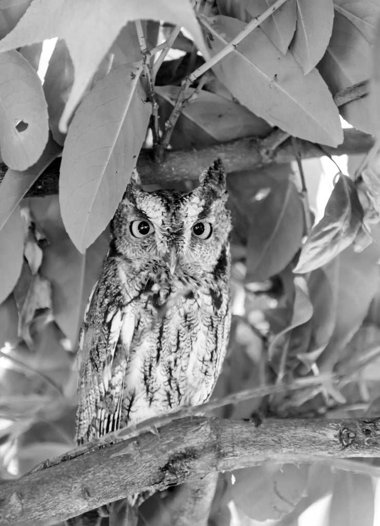 Coastal Great Horned Owl, juvenile, in the wild. Redwood City, San Mateo County, California, USA in black white