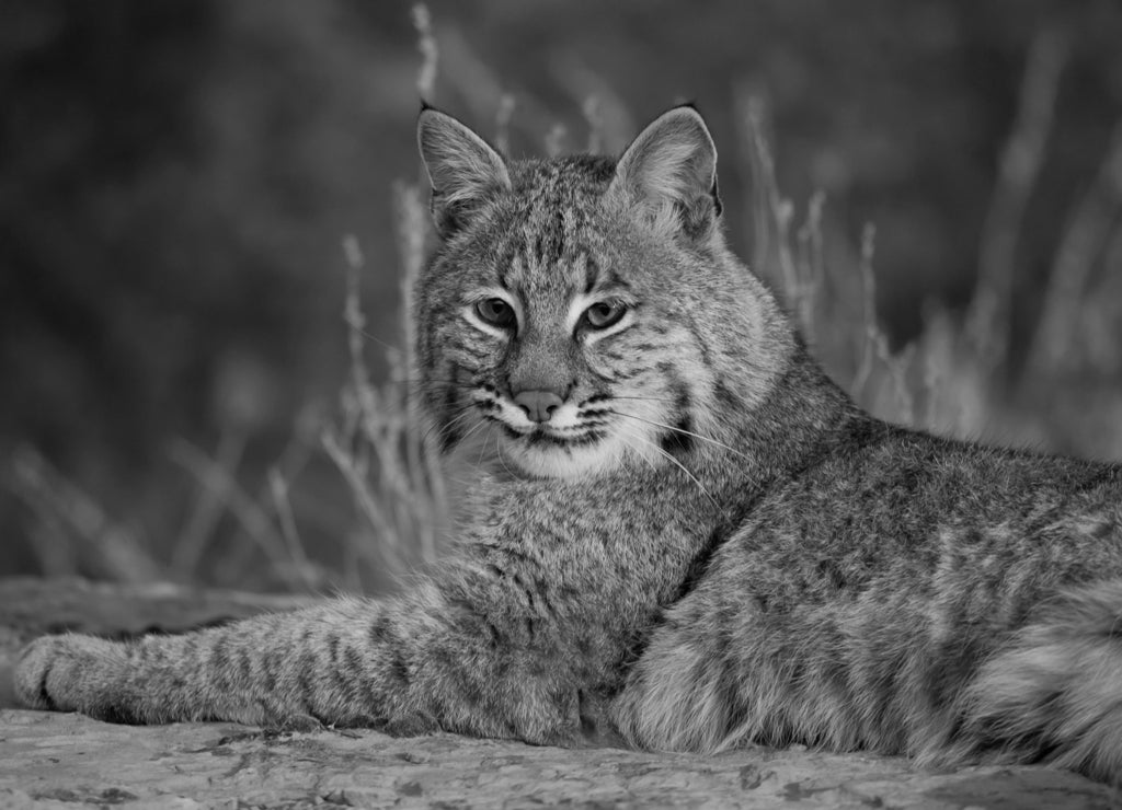 Bobcat on rocks taken in western North Dakota in black white