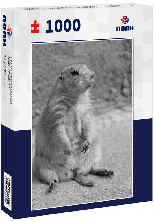 Black-tailed Prairie Dog in Theodore Roosevelt National Park North Dakota USA in black white