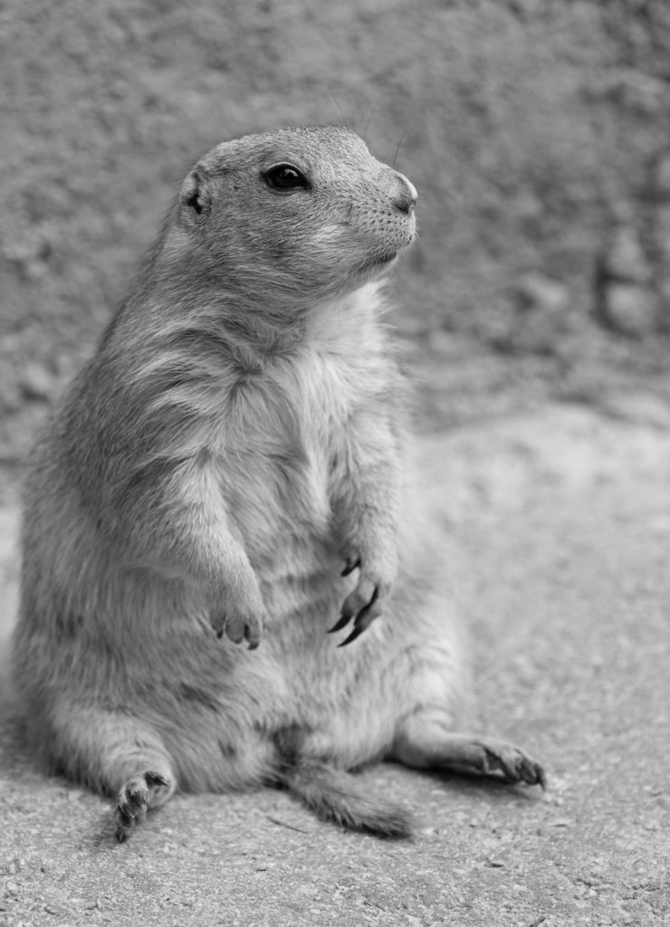 Black-tailed Prairie Dog in Theodore Roosevelt National Park North Dakota USA in black white