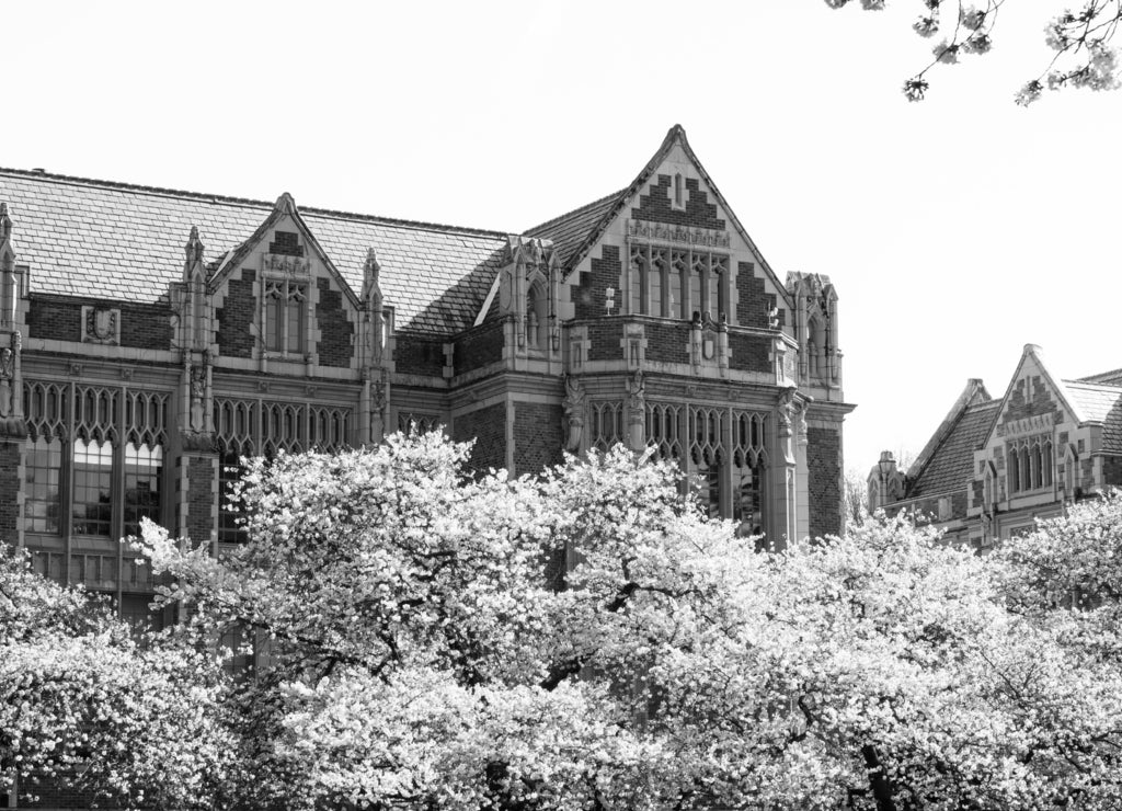 Cherry trees blossoming at university campus - Seattle, Washington, USA in black white