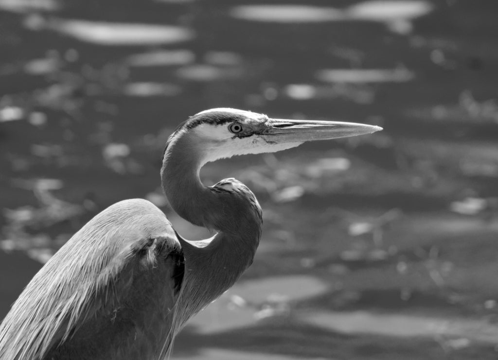 Great Blue Heron hunting for fish at the edge of the water, Maricopa County, Chandler, Arizona in black white