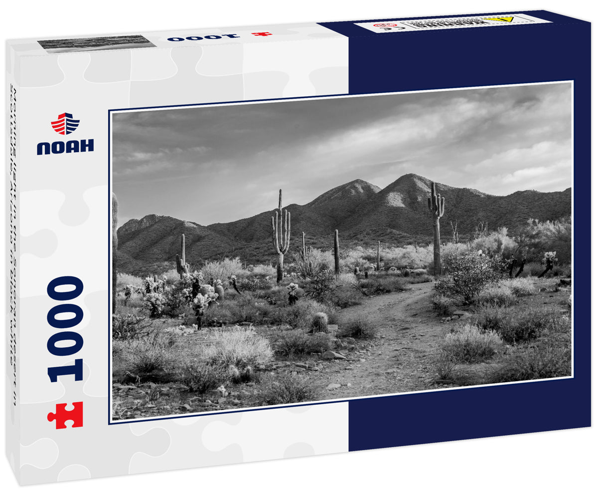Morning light in the Sonoran desert in Scottsdale, Arizona in black white
