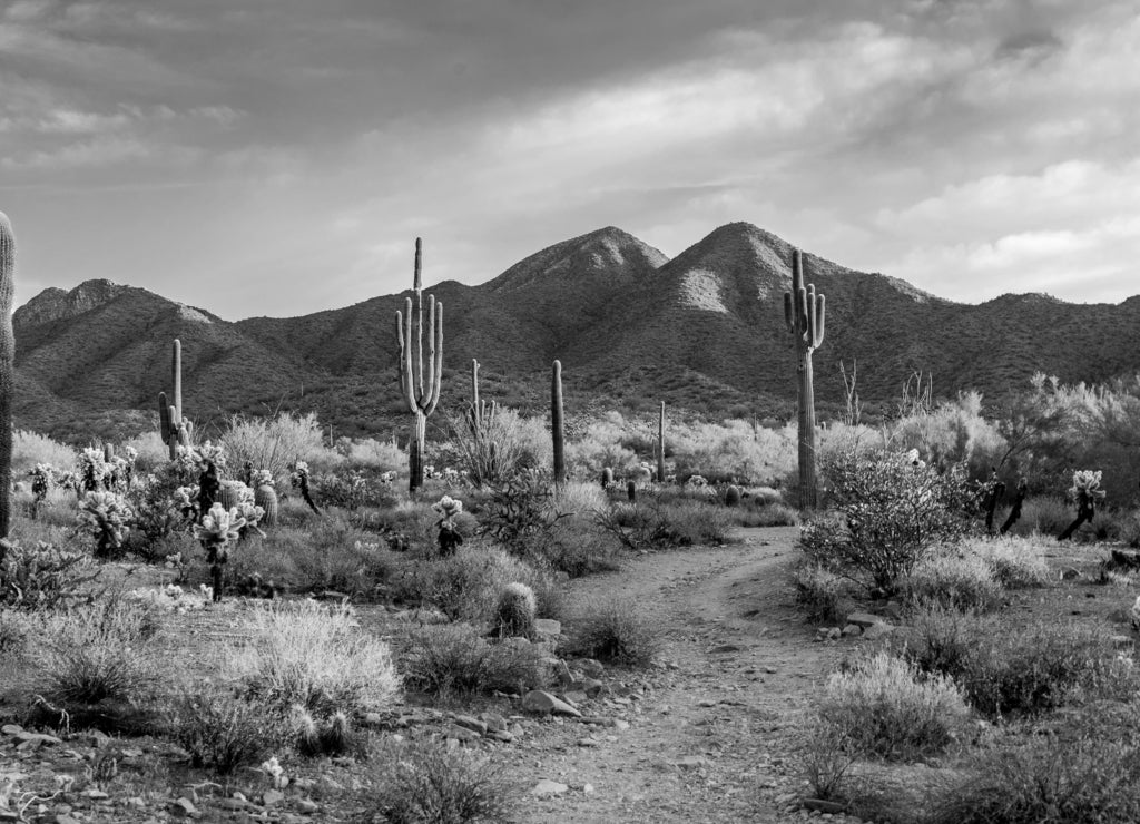 Morning light in the Sonoran desert in Scottsdale, Arizona in black white