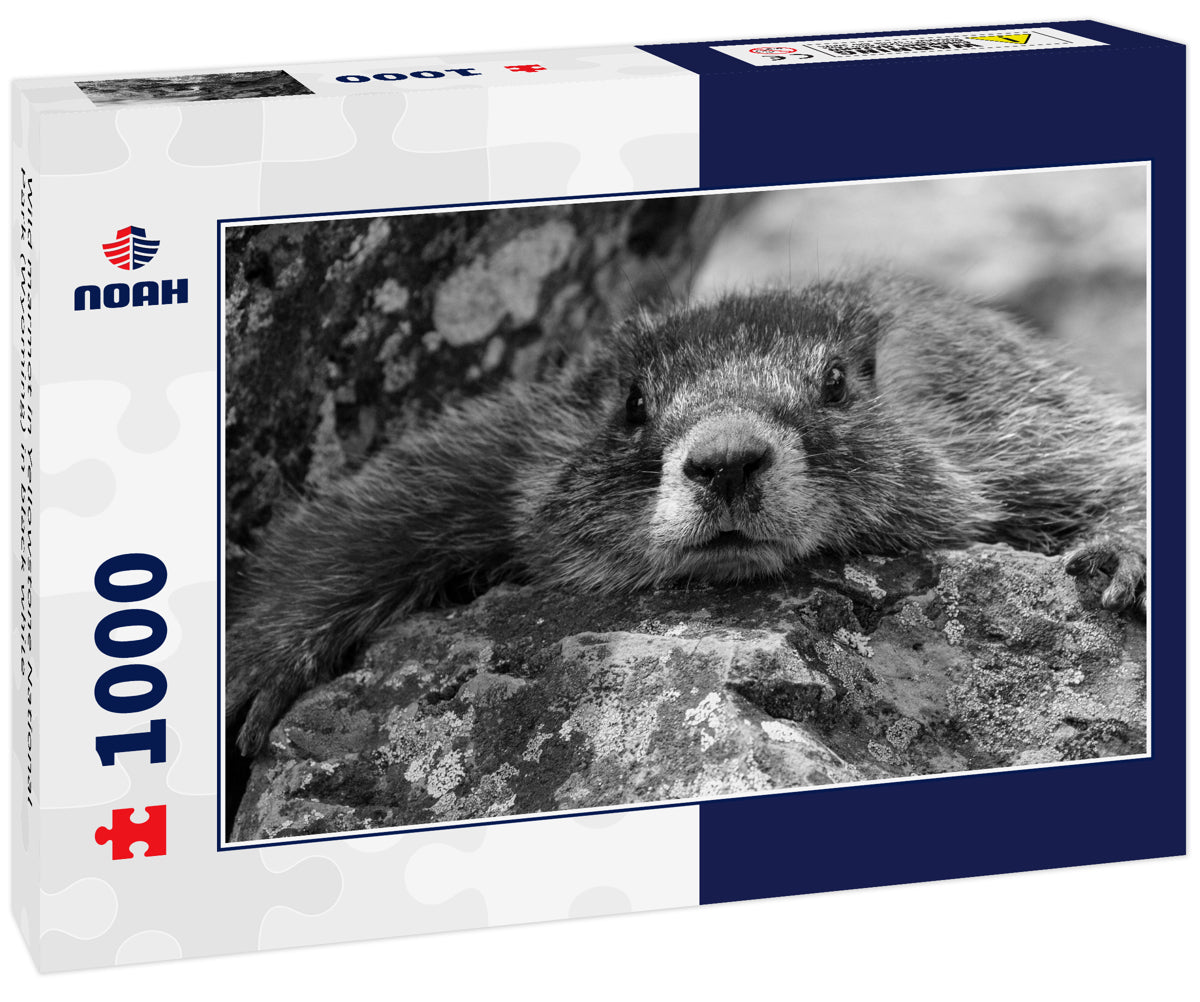 Wild marmot in Yellowstone National Park (Wyoming) in black white