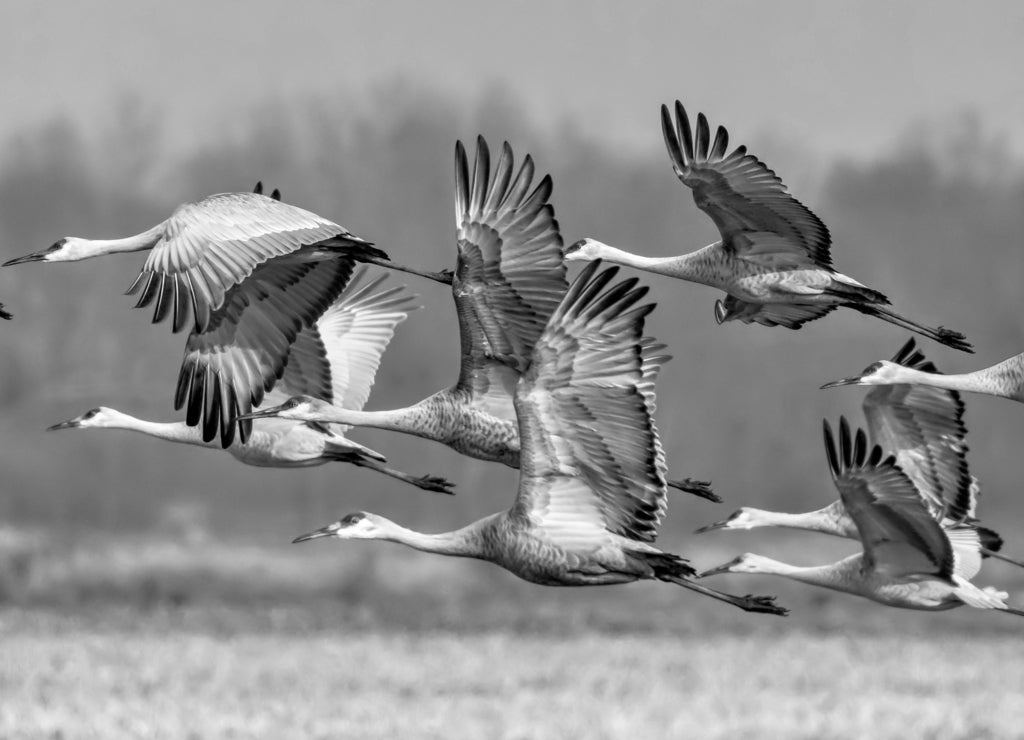 Sandhills Take Flight in Indiana in black white