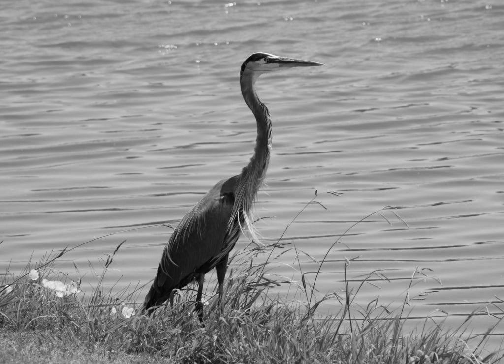 Birds, Ducks, Coypu, Nutria in Irving, Texas, USA in black white