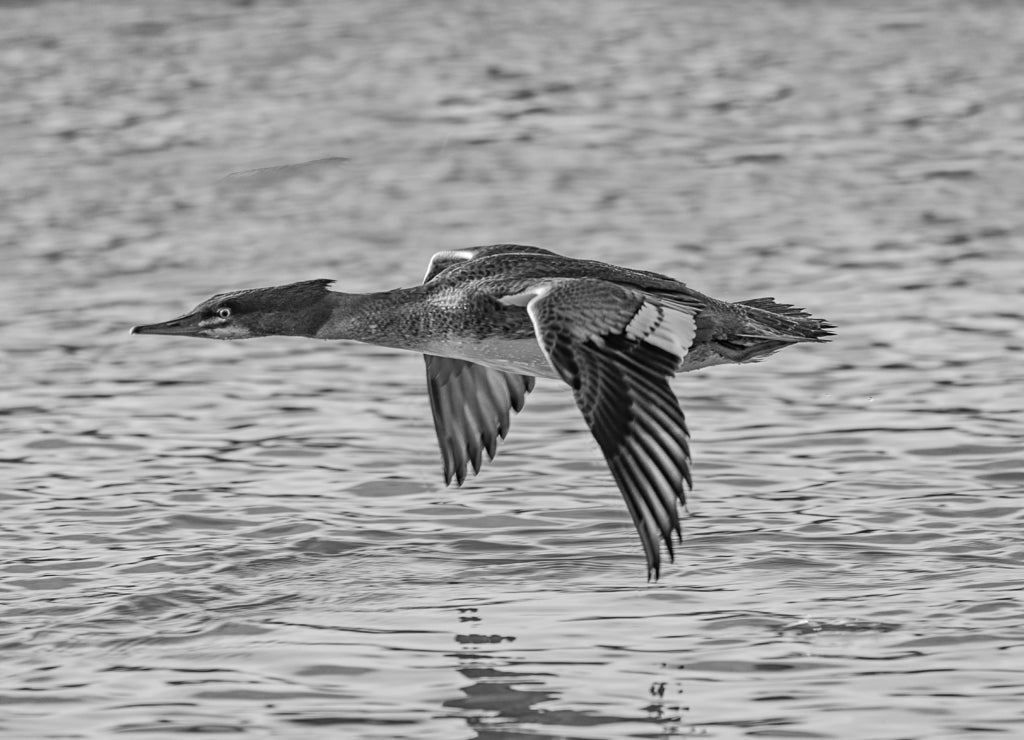 Merganser Surface Skimming, Haines, Alaska in black white