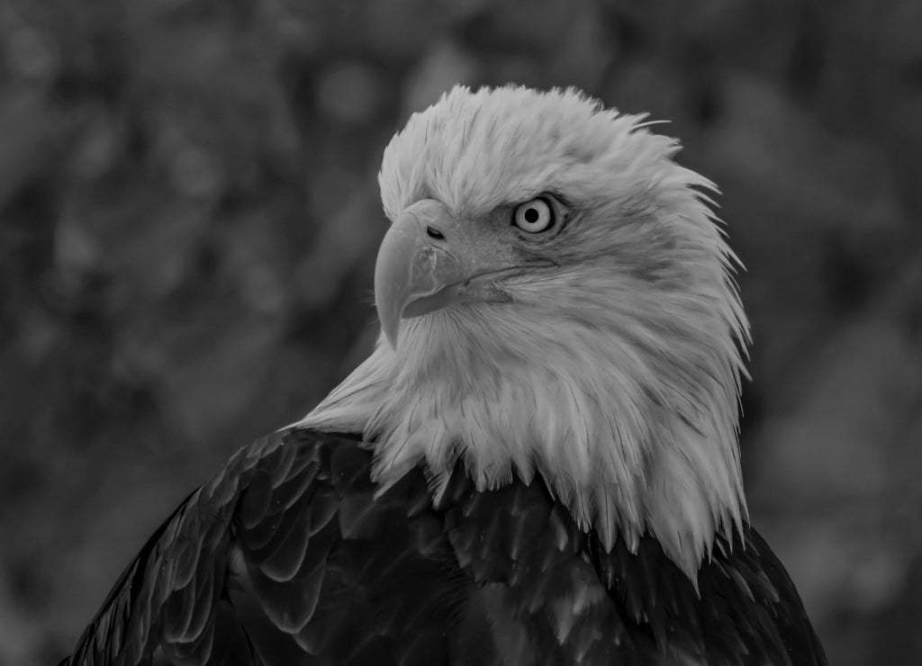 Chilkat Warrior - A bald eagle warrior with war wounds has seen many battles on the Chilkat River Haines, Alaska in black white