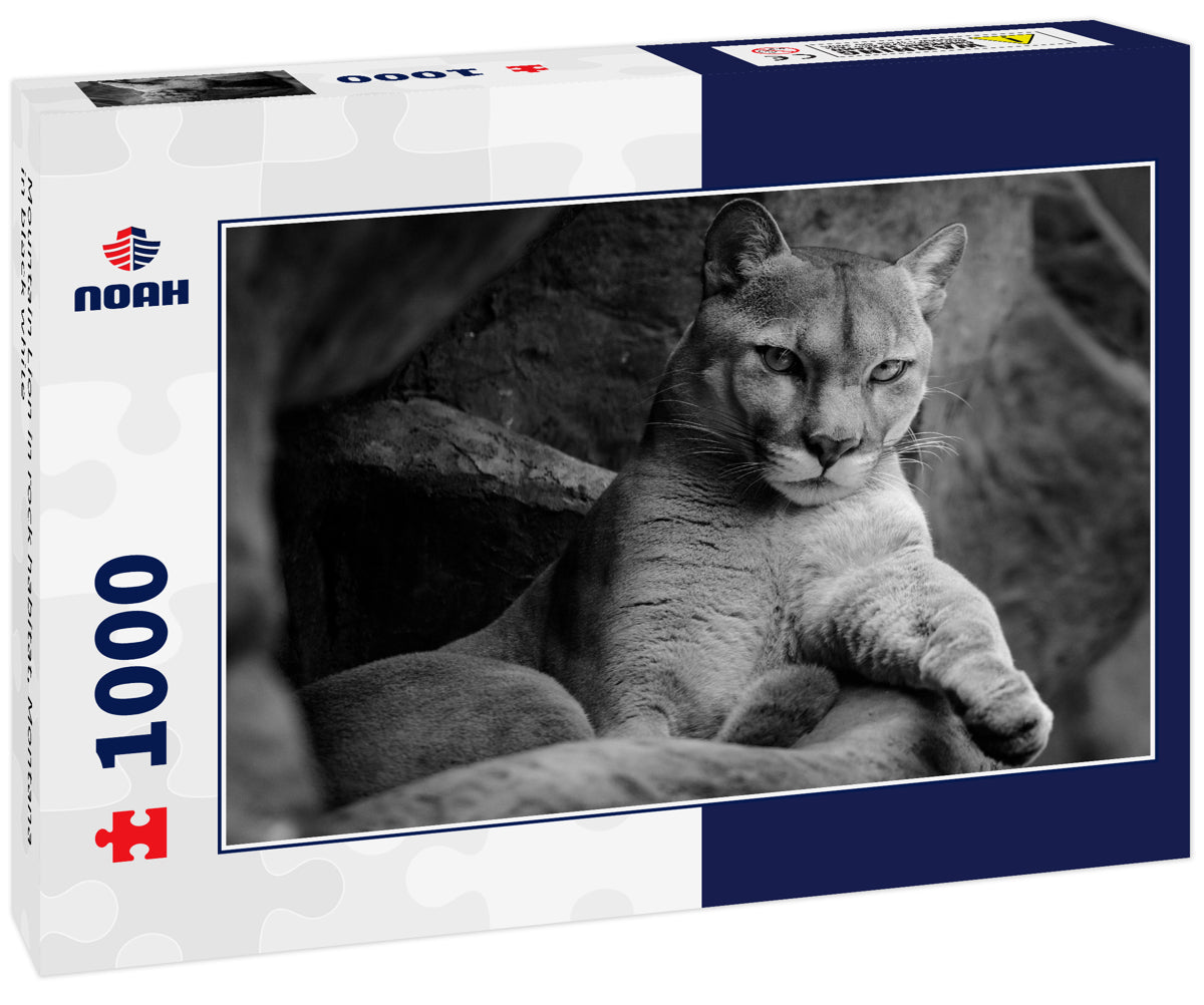 Mountain Lion in rock habitat, Montana in black white