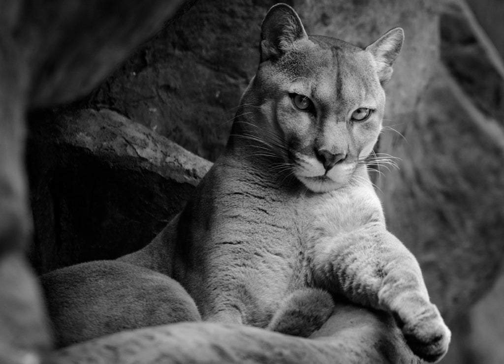 Mountain Lion in rock habitat, Montana in black white