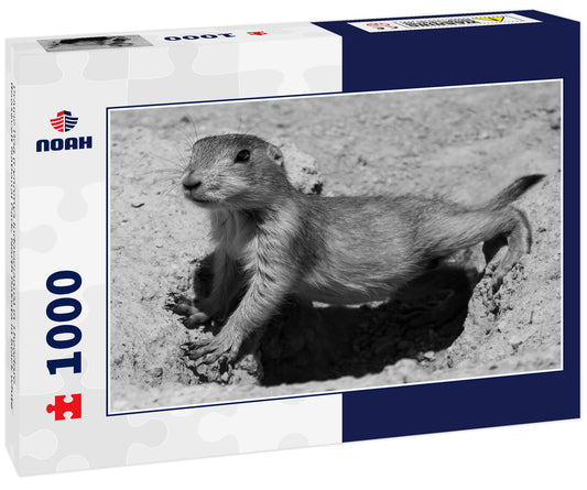 Prairie Dog (Cynomys ludovicianus) in Theodore Roosevelt National Park, North Dakota in black white