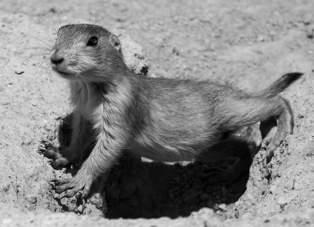 Prairie Dog (Cynomys ludovicianus) in Theodore Roosevelt National Park, North Dakota in black white
