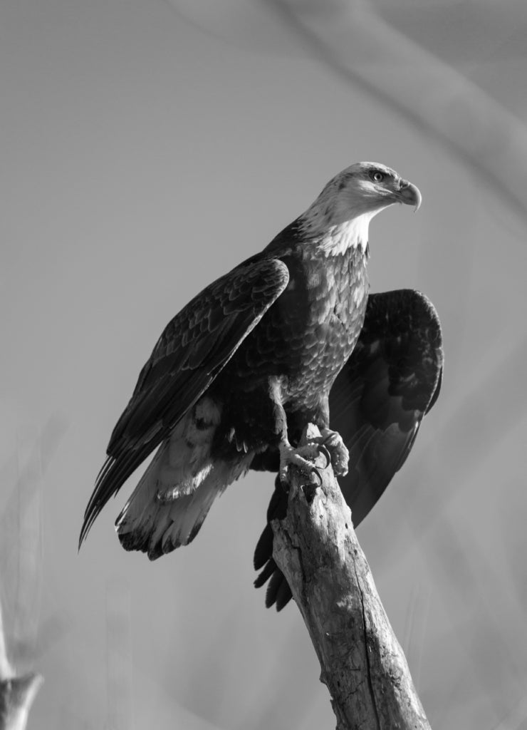 Bald eagle on stump, Missouri in black white