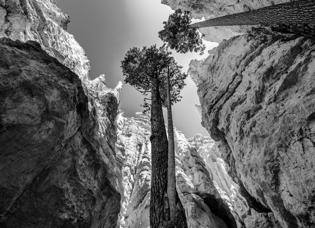 Huge Pine trees in Wall Street, Bryce Canyon National Park, Utah, USA, under blue sky in black white