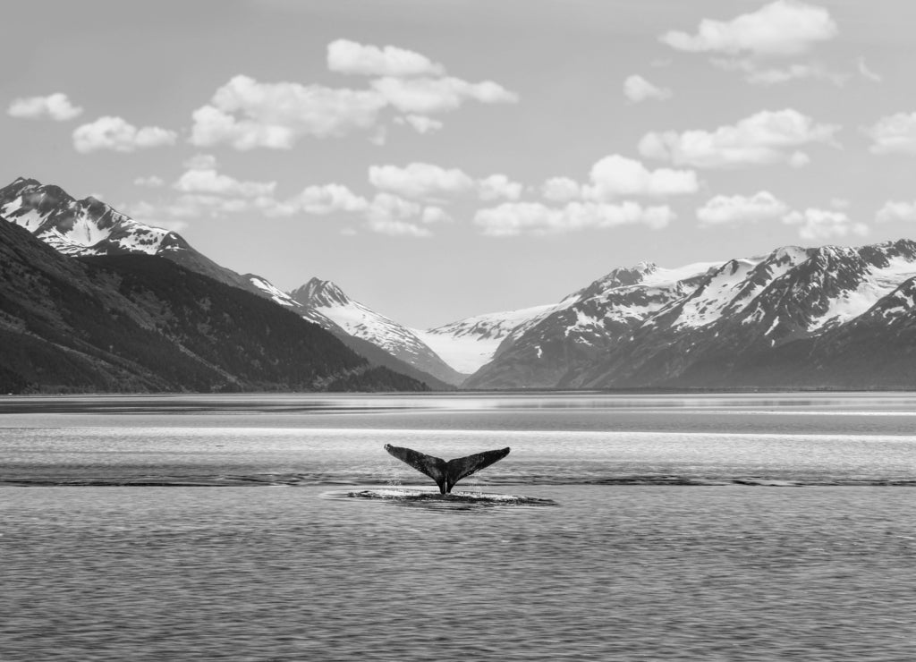 Humpback whale tail with icy mountains backdrop Alaska in black white