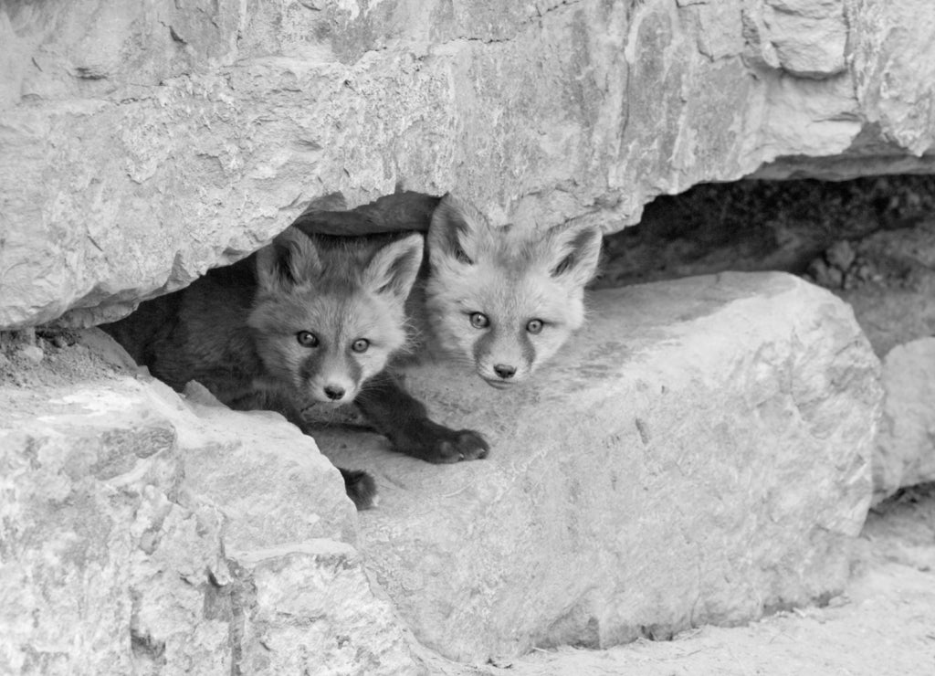 USA, Colorado, Breckenridge. Curious red fox kits peer out from rock haven in black white