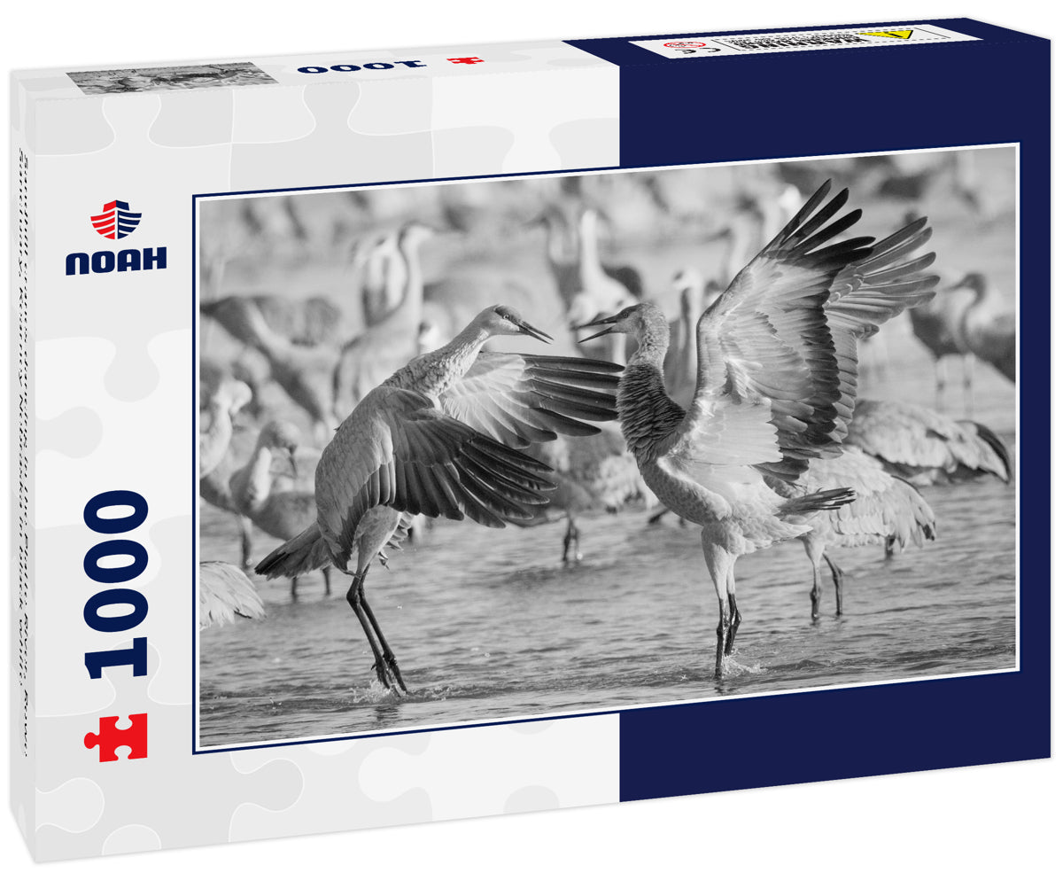 Sandhill cranes dancing in the Platte River, Rowe Sanctuary, Kearney Nebraska in black white