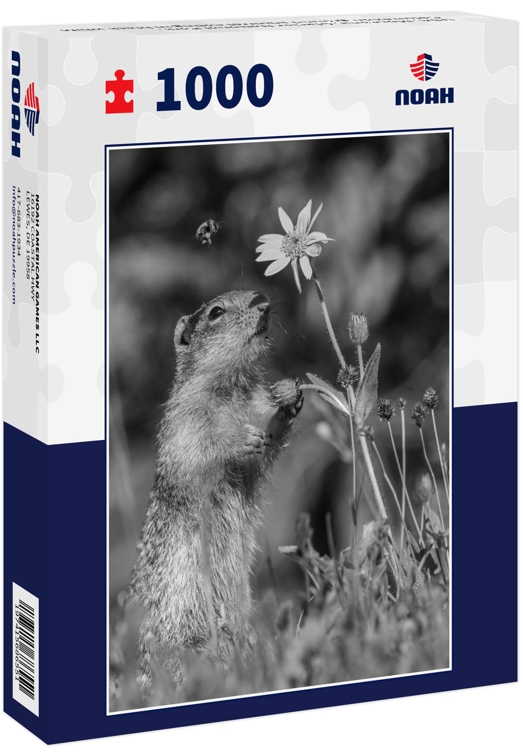 USA, Montana, Glacier National Park. Columbian ground squirrel eating in black white