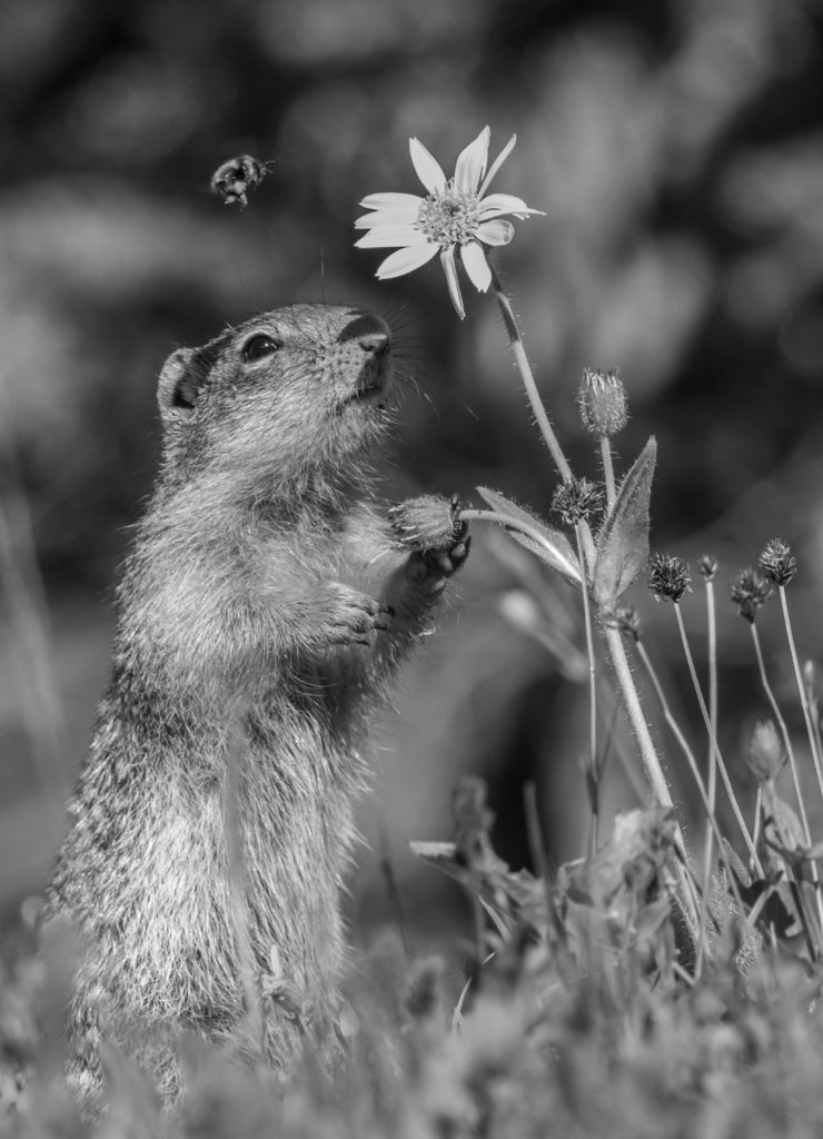 USA, Montana, Glacier National Park. Columbian ground squirrel eating in black white