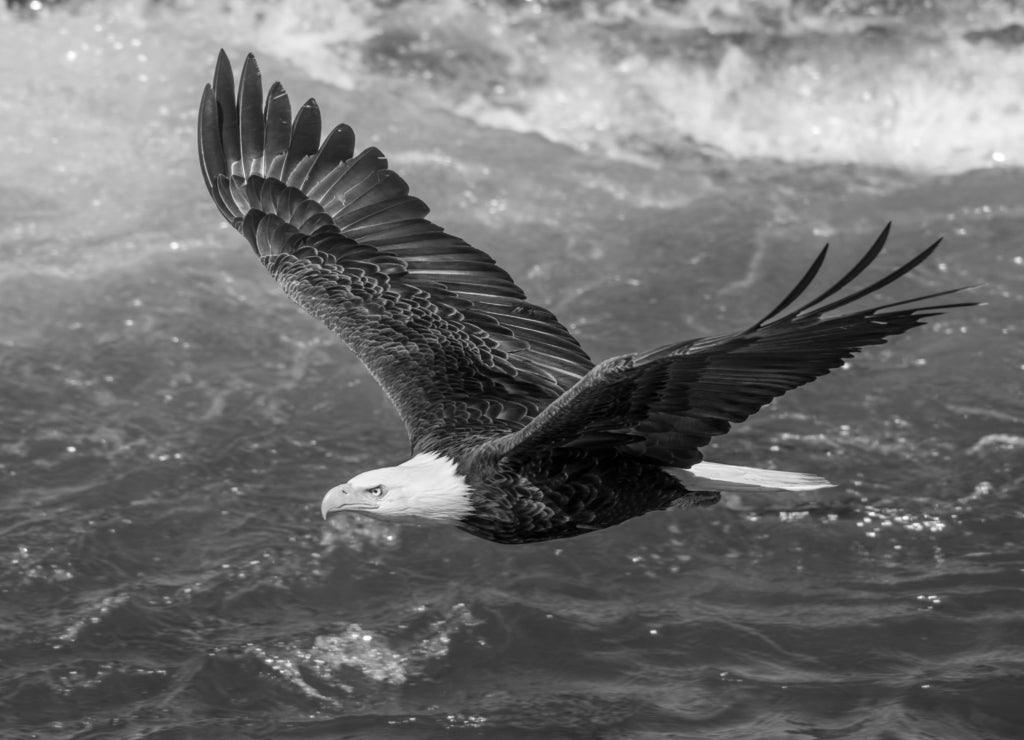 Bald Eagle, Alaska in black white