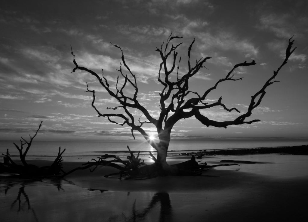 Dead tree from Driftwod Beach. Jekyll Island Georgia, USA in black white