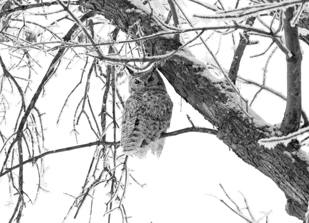 A Great Horned Owl in northern North Dakota in black white