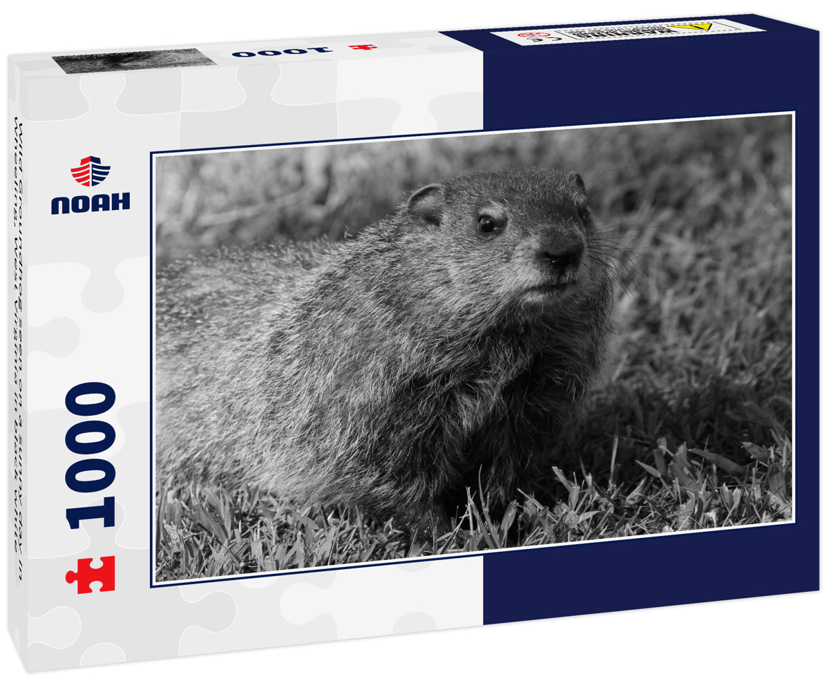 Wild Groundhog seen on a sunny day in Wheeling, West Virginia in black white