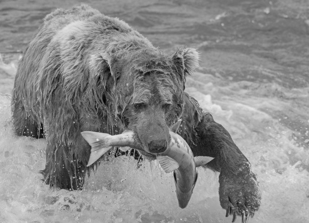 Brown Bear fishing for Salmon at McNeil River, Alaska in black white