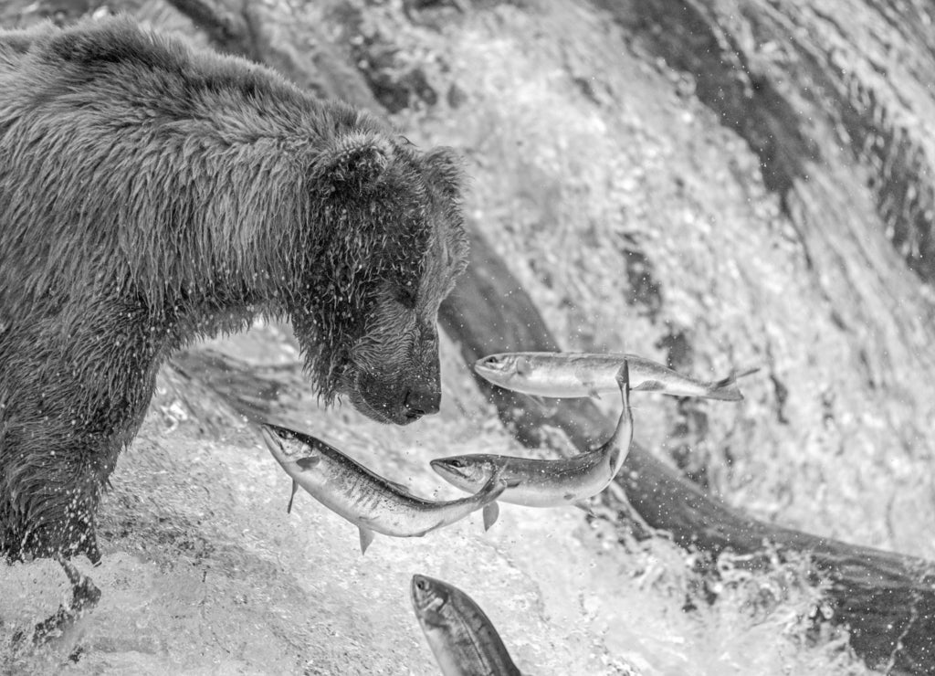 Adult coastal brown bear feeds on salmon as they make their way up and over waterfalls on route to the natal waters, Alaska in black white