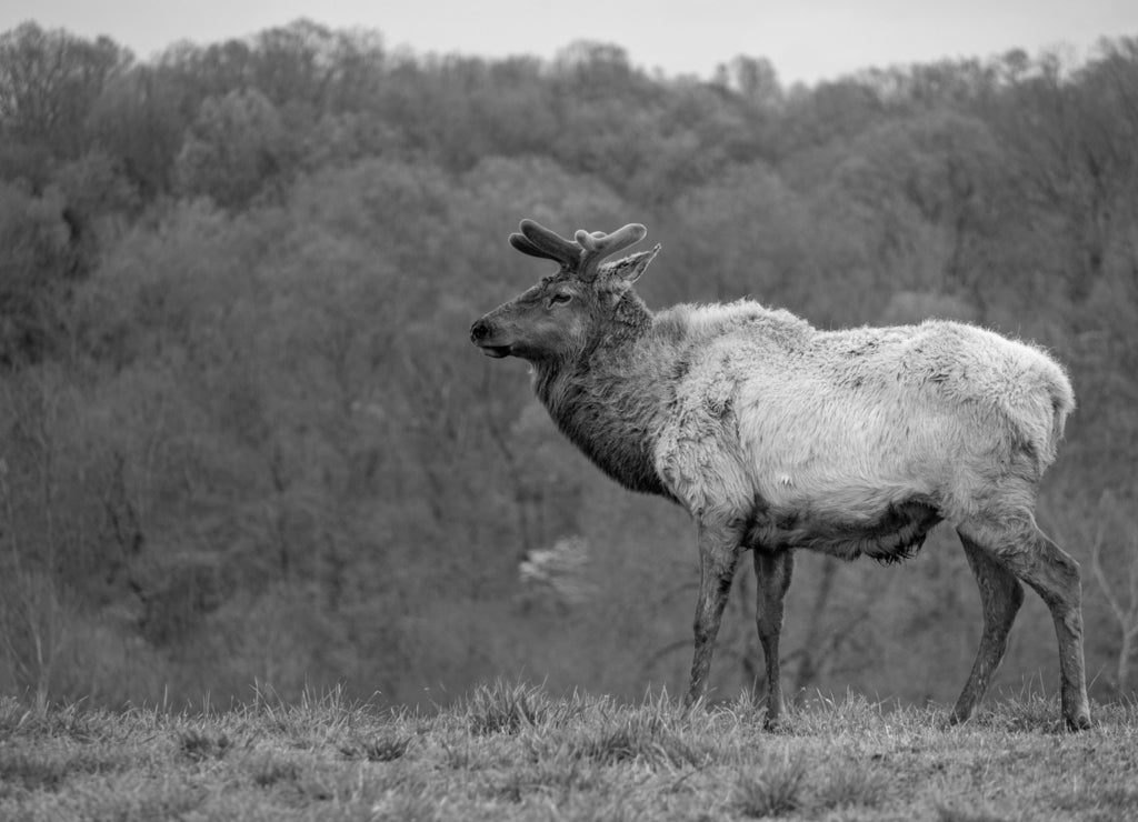 Elk in the Missouri Ozarks in black white