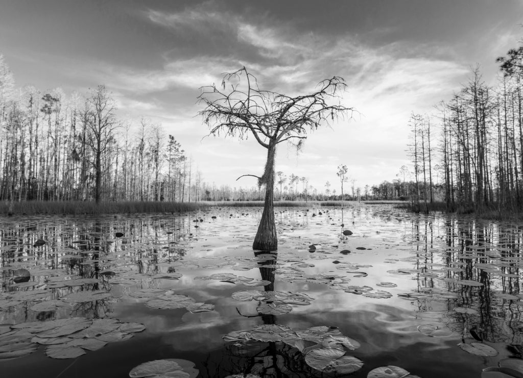 A lone cypress tree stands in a pond of lilypads in the Okefenokee swamp, Georgia USA in black white